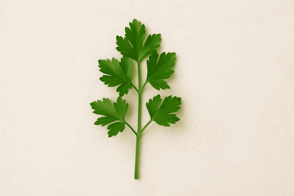 branche de persil